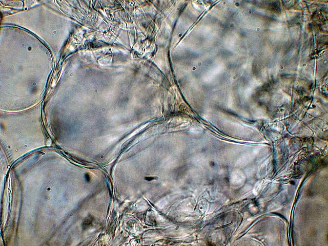 Amanita spec. Cod.: 8509-08